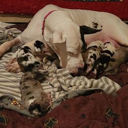 Arwen - Great Dane