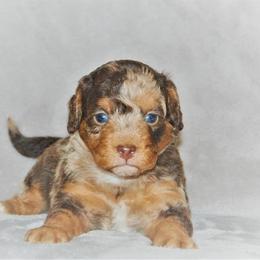 Aussiedoodle Puppies from Steindoodles
