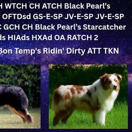 Australian Shepherd Puppies from Bon Temps Ranch