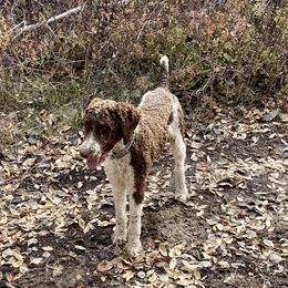 Howdy  - Poodle