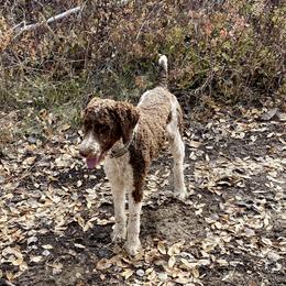 Howdy  - Poodle