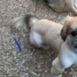 Pekingese from Pekingese Forever Home
