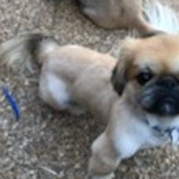 Pekingese from Pekingese Forever Home