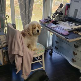 Cocker Spaniel All Grown Up from Laureen's Cocker Spaniels