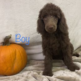 Poodle Puppies from Marion Standard Poodles