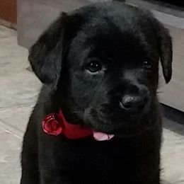 Labrador Retriever Puppies from Lorlyn Labradors