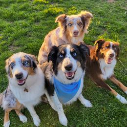 Australian Shepherds from Safe Haven Aussies
