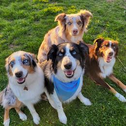 Australian Shepherds from Safe Haven Aussies