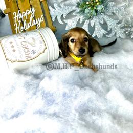 Dachshund Puppies from M.H.P Dachshunds