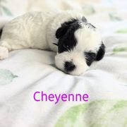 Cheyenne - Black and white Shichon puppy in Ronda, North Carolina from Willow River