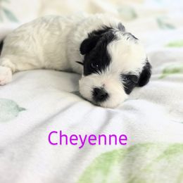 Cheyenne - Black and white Shichon puppy in Ronda, North Carolina from Willow River