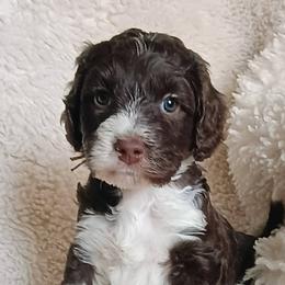 Faith - Brown and white female Bernedoodle puppy in Marion County, Ohio from Hatten Homestead Kennels