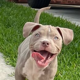 American Bully Puppies from King Bane's Bullies