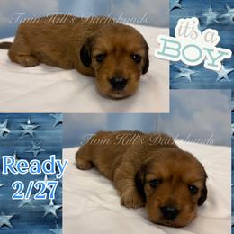 Blue - Cream male Dachshund puppy in Jonesboro, Illinois from Twin Hills Dachshunds