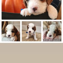 Cavapoo and Poodle Puppies from Salt Creek Doodles