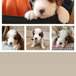 Cavapoo and Poodle Puppies from Salt Creek Doodles
