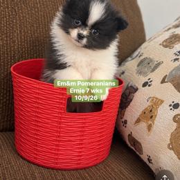 Ernie tri color 3200 pet only - Black and tan parti male Pomeranian puppy in Kentucky from Em&M Pomeranians