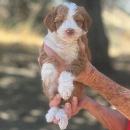 Hazel - female Australian Mountain Doodle puppy in Temecula, California from Country Hills Doodles