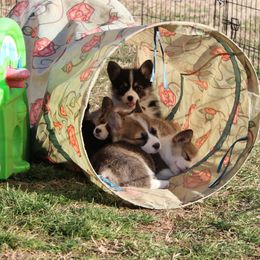 Pembroke Welsh Corgi Puppies from Ranch Hand Corgis