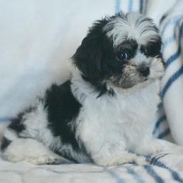 Magnolia - Black and white female Shichon puppy in Delta, Colorado from PTK Ranch