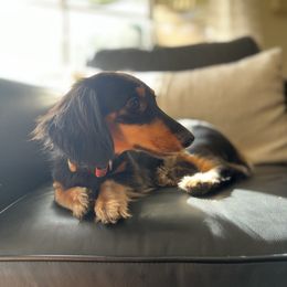 Bibi - Dachshund