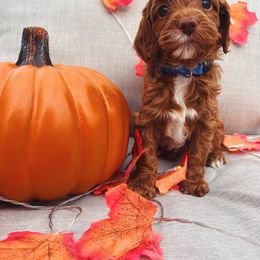 Assorted Doodle Crosses and Cavapoo Puppies from CavaloveNJ
