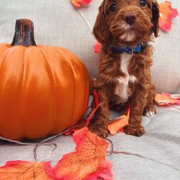 Assorted Doodle Crosses and Cavapoo Puppies from CavaloveNJ