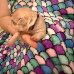 Blue collar - Cream male Pug puppy in Deer Park, Texas from Butler Pugs and Frenchies