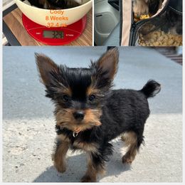 Yorkshire Terrier Puppies from Yorkie Paw