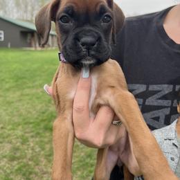 Boxer Puppies from Reynolds Homestead Boxers