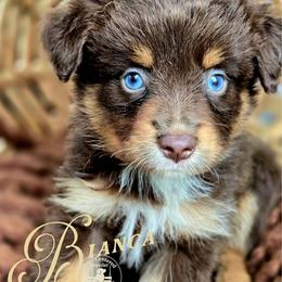 Bianca - Red tri female Miniature Australian Shepherd puppy in Ennis, Texas from God’s Little Aussies