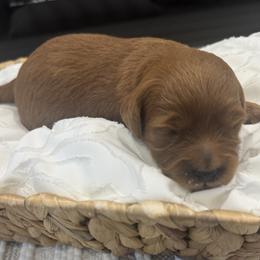 Gemma - Red  female Goldendoodle puppy in Salem, Utah from Karmadoodlee