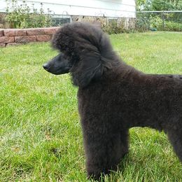 Biewer Terrier and Poodle All Grown Up from Dakota Ice Ice Baby Poodles