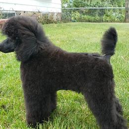 Biewer Terrier and Poodle All Grown Up from Dakota Ice Ice Baby Poodles