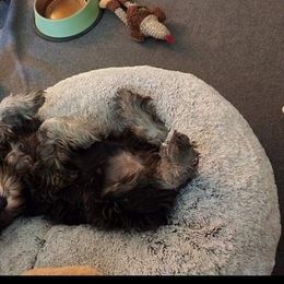 Miniature Schnauzer Puppies from A'Lord Miniature Schnauzer