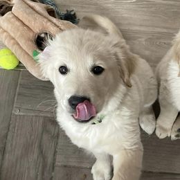 Golden Retrievers from Amie's Goldens