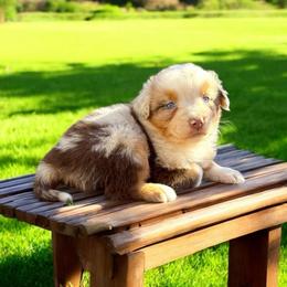 Opal Cardamone - Red merle female Australian Shepherd puppy in Statesville, North Carolina from Charming Australian Shepherds