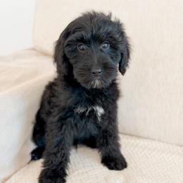 Crab - Black male Goldendoodle puppy in Redmond, Oregon from Bourbon and Lace Doodles