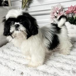 AKC Kimmie - Blue and white female Shih Tzu puppy in Elgin, South Carolina from Silver Bells Paw Prints