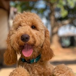Copper - Goldendoodle