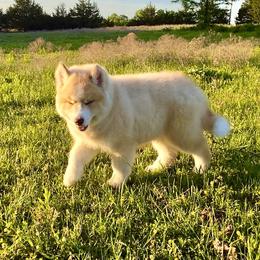Pomsky and Siberian Husky Puppies from A-Dream Pomsky Kennel