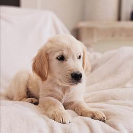 Grey Collar - Golden male Golden Retriever puppy in Coarsegold, California from Sierra Hills Retrievers