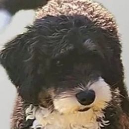 Max - Bernedoodle