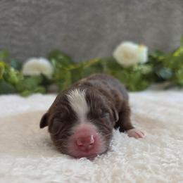 Reesie - Red tri-color female Australian Shepherd puppy in Summerville, South Carolina from Flowertown Aussies