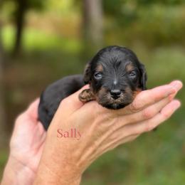 Sally - Phantom female Bernedoodle puppy in Bellville, Ohio from Bernedoodle Buddies