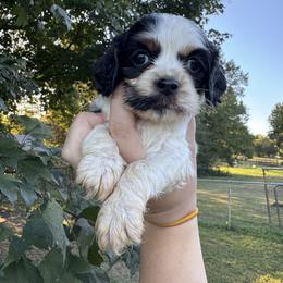 Boy 4 - Brown - Black white and tan male Cocker Spaniel puppy in Ellenboro, North Carolina from Chantels Spaniels