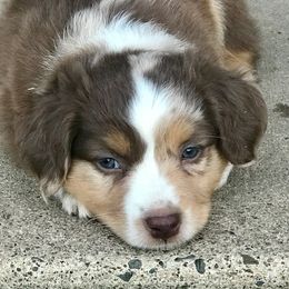 Miniature American Shepherd Puppies from Blue Moon Mini Shepherds