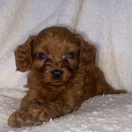 Simon - Red male Cavapoo puppy in El Sobrante, California from Mckendra's Legacy