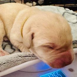 Diamond - Yellow male Labrador Retriever puppy in Rock Hill, South Carolina from North Star Retrievers