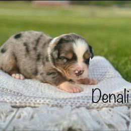 Denali - Blue merle male Australian Shepherd puppy in Beaverdam, Virginia from Cimmarun Farm Aussies